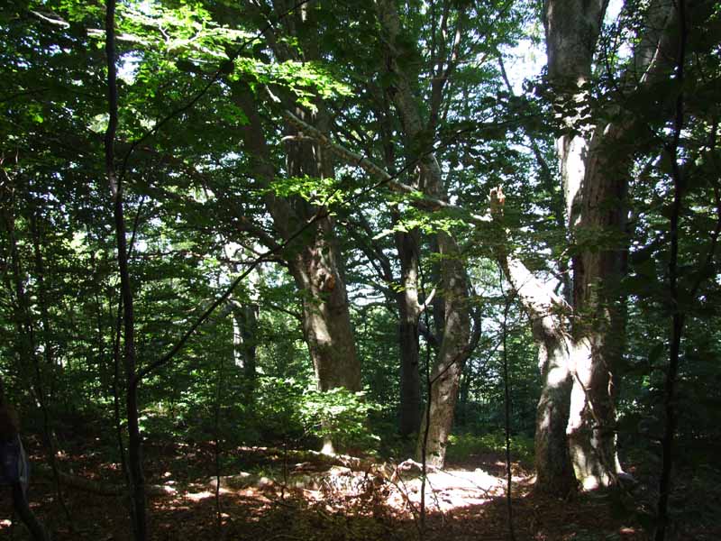 Fotografiamo gli alberi monumentali